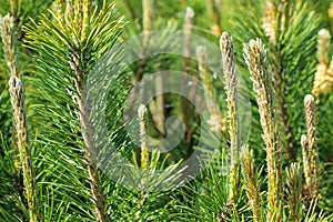 The branches of coniferous wood, closeup. Green forest background. Soft focus.Close up.