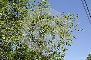 Branches Of Coolie Plum Tree