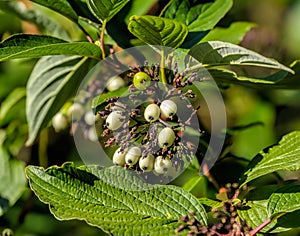 Branches of Cornus alba red-barked, white or Siberian dogwood bush with growing fruits