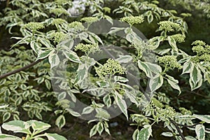 Branches of Cornus controversa