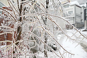 Branches covered with a crust of ice.