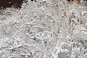 Branches covered with a crust of ice.