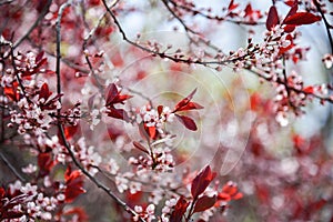 Branches covered in delicate white cherry blossoms with red leaves in early spring