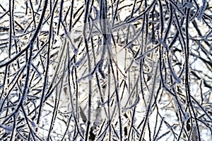 Branches covered with frost penetrated by sunlight