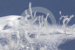 Branches covered with hoarfrost