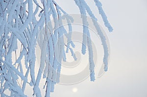 Branches covered with hoarfrost in frosty weather.