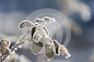 Branches covered with hoarfrost. Leaf, ice and snow.