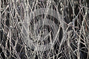 Branches covered with hoarfrost in winter