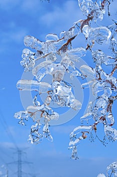 Branches covered with ice