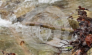 Braches covered in ice