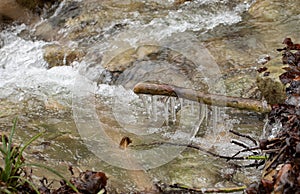 Braches covered in ice