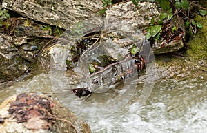 Braches covered in ice