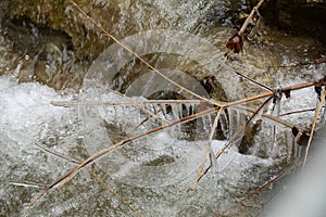 Braches covered in ice