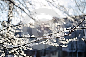 Branches covered with ice in the sun. Beautiful winter. Macro