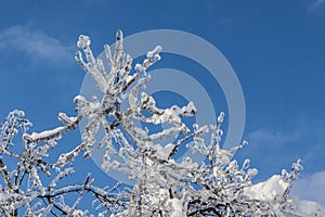 Branches covered with ice in sunlight