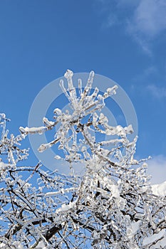 Branches covered with ice in sunlight