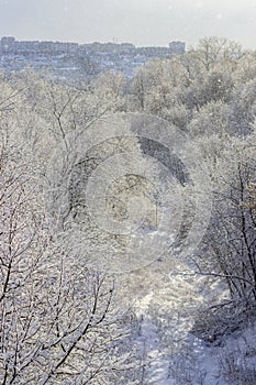 Branches covered with snow