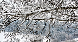 Branches covered with snow