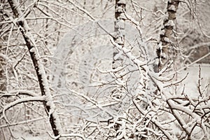 Branches covered with snow in the park. White tranquil winter snowing background