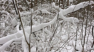 Branches covered with snow in a winter forest