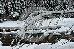 Branches covered with snow in winter park. View of frosty winter landscape. Wild cold river stream in forest. Low temperature