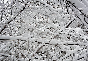 Branches cowered by white snow