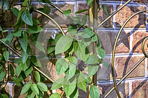 Branches of the creeper wrapped around a decorative metal grate against brick wall. Close-up