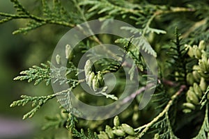 Branches of cupressus