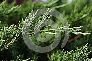 Branches of cupressus