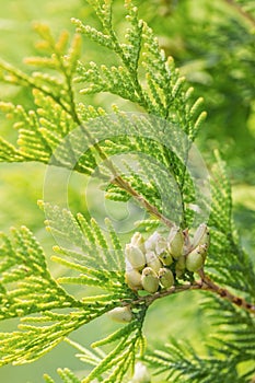 Branches of cypress tree photo