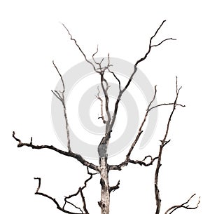 Branches of dead tree