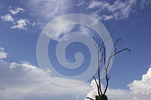 Branches of dead trees on blue sky background