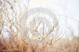 Branches of a deciduous grass, bushes covered with ice crust after freezing rain, fragment, background