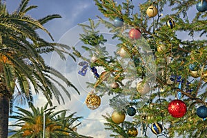 Branches of decorated Christmas tree and palm trees. Montenegro, Tivat