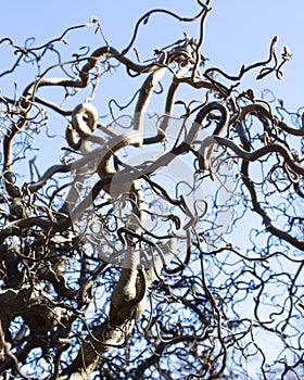 Branches of Decorative Contort hazel against the blue sky in spring. The bare branches are beautifully intertwined and twisted.