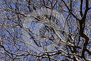 Branches of dried trees and blue sky background. A tree against a blue sky.