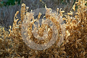 Branches of dried-up shrub dying under scorching sun