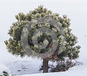 Branches of a dwarf mountain pine Pinus mugo . use in landscape design and design