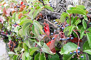 Branches with elderberries