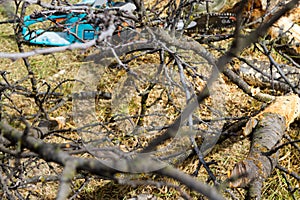 Branches and electric saw on the grass.