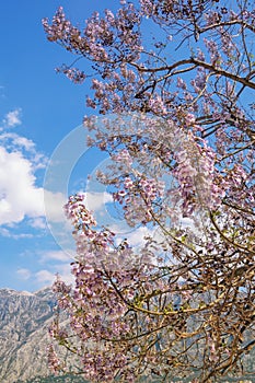 Branches of Empress tree ( Paulownia tomentosa ) with beautiful pink flowers