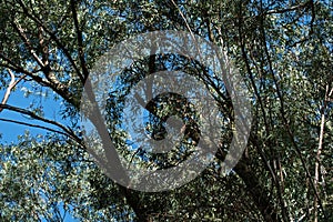 BRANCHES OF EUCALYPTUS TREES IN A WOODED AREA AGAINST BLUE SKY