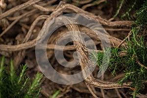 The branches of an evergreen conifer bush