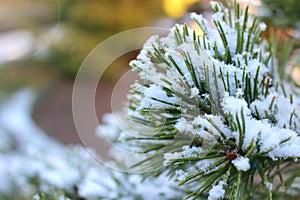 Branches of spruce or pine in the snow