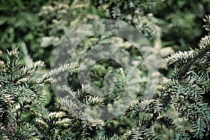 Branches of evergreen fir-tree