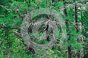 Branches of evergreen larch as background. Harvesting wood in coniferous forest