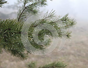 Branches of evergreen, pinaceae trees with raindrop in fog