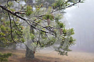 Branches of evergreen, pinaceae trees with raindrop in fog photo