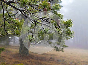 Branches of evergreen, pinaceae trees with raindrop in fog photo