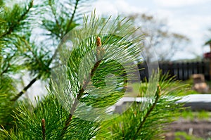 Branches of an evergreen tree. Pine or cedar. Shooting at close range